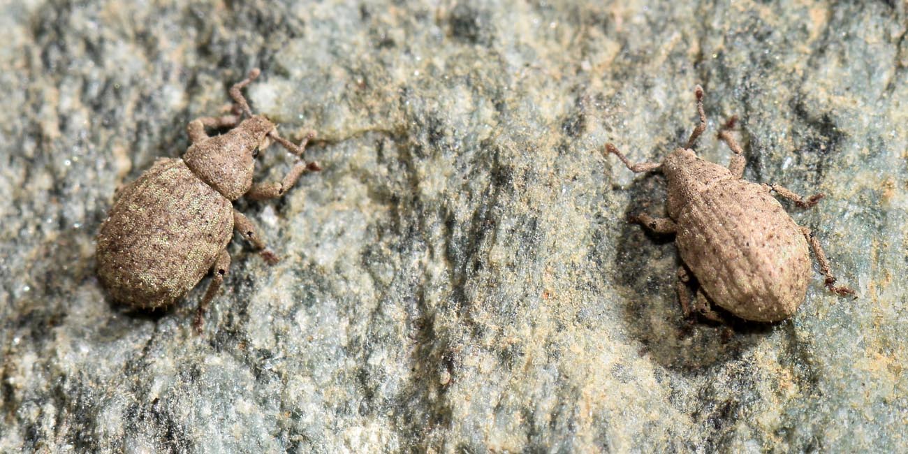 Curculionidae: Romualdius angustisetulus?   S !